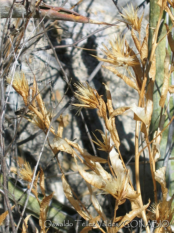 OTV0195%20Acourtia%20fragrans.jpg.nye6jPT1MWFBvS1hQA3g0JtbmFja29CbnFuZ3NAbXJ6LGtwZwA.RJjYvBp0mU