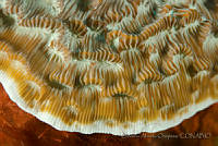OAO0351 Helioseris cucullata.jpg