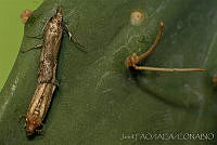 OIEA0006 Cactoblastis cactorum.jpg