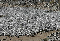 CNS0966 Thalasseus elegans.jpg