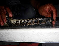 TE001 0316 Crocodylus acutus.jpg