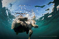 IDG14 Chelonia mydas.jpg