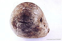 ABG0004 Calvatia pygmaea.jpg