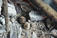 ZG009 084 Lycoperdon .jpg