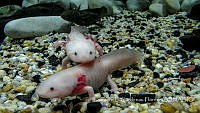  LCF0405 Ambystoma mexicanum.jpg