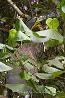 MASM07887 Tigrisoma mexicanum.jpg