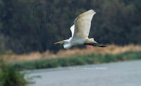 SM0664 Ardea alba.jpg
