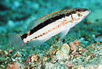 CCK0292 Serranus psittacinus.jpg