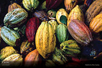 05 cacao.jpg