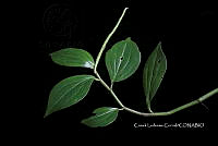 Zongo 0299 Peperomia epidendron C. DC..jpg