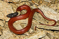 ECA0196 Coniophanes melanocephalus.jpg