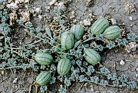 25064 Apodanthera aspera - frutos.jpg