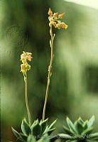 3639 Echeveria sp..jpg