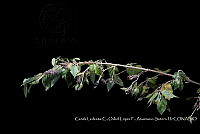 Atleq 0658 Acalypha sp..jpg