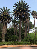 PRB0008 Phoenix canariensis.jpg