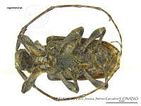 ZJJG0519 Lagocheirus sp..jpg