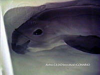 NBA0019 Phocoena sinus.jpg