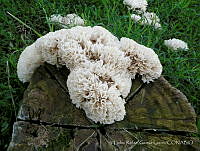 TRGL001 Sparassis crispa.jpg