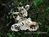 ZG007 0468  Auricularia auricula-judae.jpg