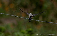 MGaves 2755 Tyrannus forficatus.jpg