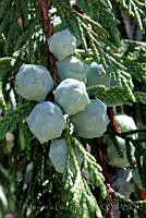MDLLPG0078 Juniperus flaccida.jpg