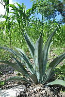 SG019 0232 Agave salmiana.jpg