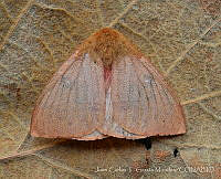 JCGM02434 Automeris sp..jpg