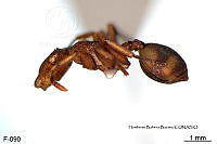 ME006 Hormi 0130 Cephalotes umbraculatus.jpg
