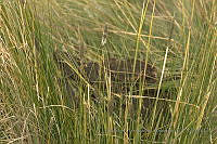 LAA127 Muhlenbergia nigra.jpg