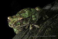 MASM04848 Smilisca baudinii.jpg