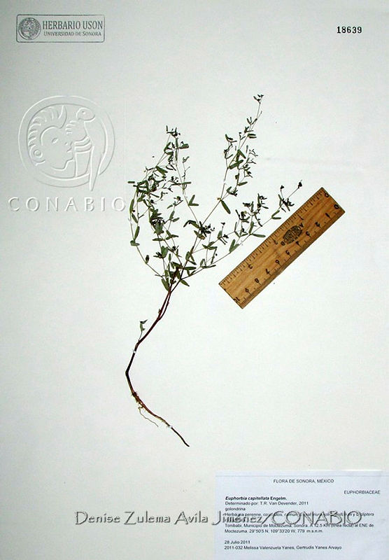 DZAJ083%20%20Euphorbia%20capitellata.JPG.rierouD1MXOxZ3dhQA3g0JtbmFja29CbnFuZ3NAbXJ6LGtwZwA.q9xsF8bRyP