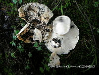 ZG007 0470  Auricularia auricula-judae.jpg