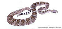 MAPM0935 Crotalus tortugensis.jpg