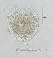 HE009 R 0145 Lecane luna.jpg