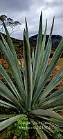 RG019 0113 Agave angustifolia.jpg