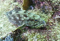 CNS1124 Epinephelus labriformis.jpg