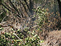 CONANP GR006 0016 Sabancuy Carmen, Campeche.jpg