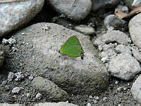 ADJ0107 Cyanophrys longula.jpg