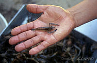 DK0880 Penaeidae.jpg