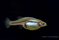 IMDOC2300 Skiffia bilineata.jpg