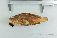SGQ1231 Epinephelus labriformis.jpg