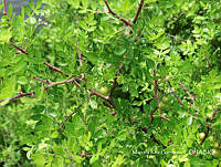 MRG-2017-466 Bursera laxiflora (MRG-23ago17-d).JPG