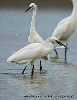 AAKVDH 0495 Egretta thula.JPG