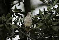 JRRO0041 Columbina inca.jpg
