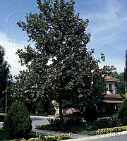 MAR0168 Platanus sp..jpg