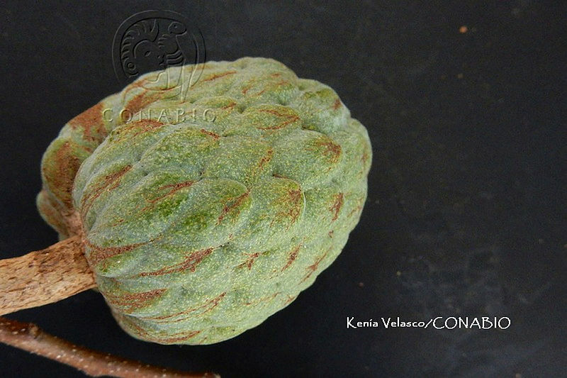 ME010%20KV%2000574%20Annona%20reticulata%20L.%2C%201753 .JPG.nyfbiYH0MdF1W21jQA3g0JtbmFja29CbnFuZ3NAbXJ6LGtwZwA.JJRRFTDkTV