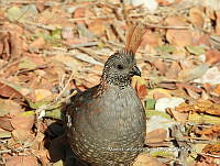 MCS IM0169 Callipepla douglasii ssp. vanderbilti.jpg