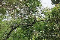 SG002 0064 Accipiter.jpg