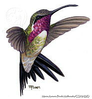 MAPM0013 Calothorax pulcher.jpg