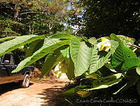 EEC0158 Ostrya virginiana.jpg